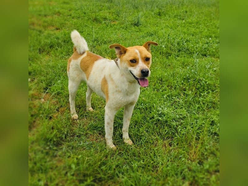Ginger ein toller Familienhund