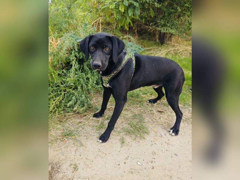 Labrador Mix Ares sehr kinderlieb