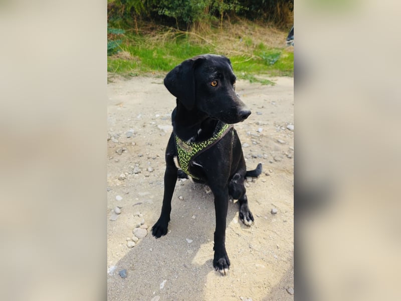Labrador Mix Ares sucht Körbchen