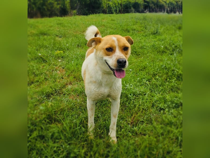 Ginger ein toller Familienhund