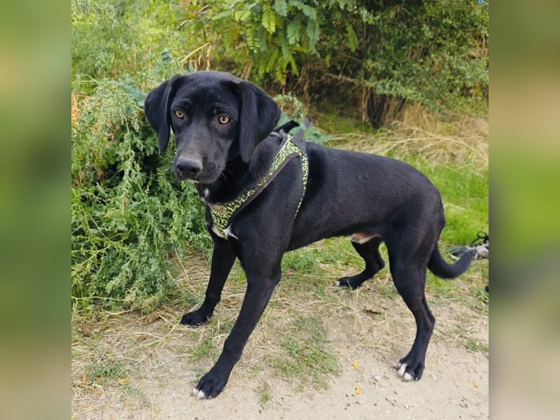 Labrador Mix Ares sehr kinderlieb