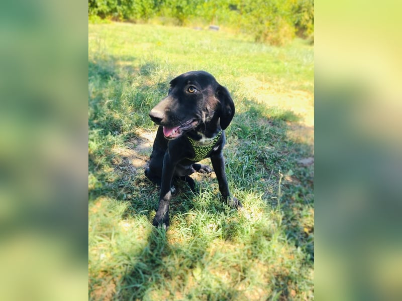 Labrador Mix Ares