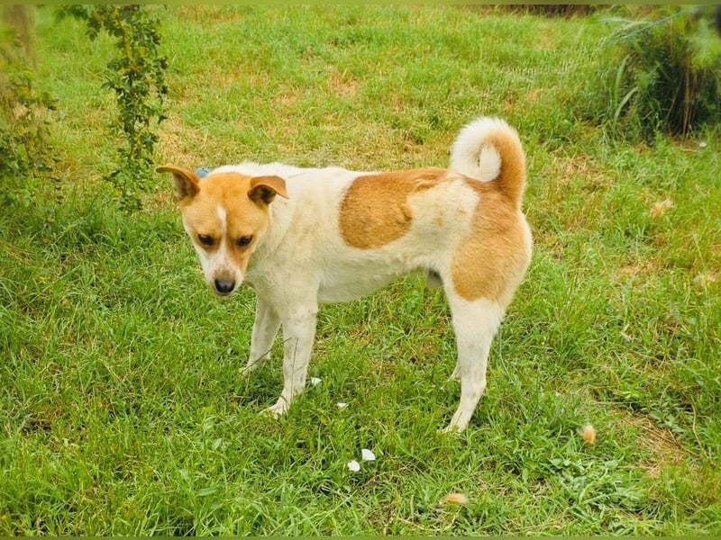 Ginger ein toller Familienhund