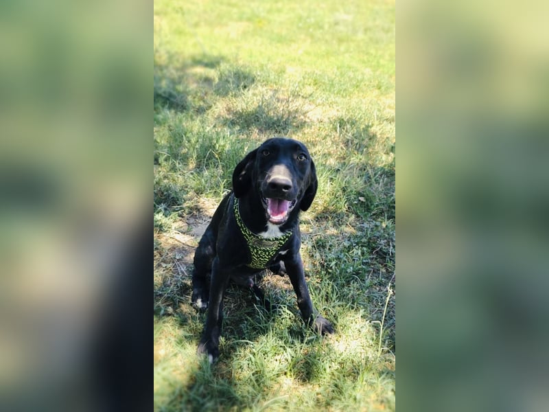 Labrador Mix Ares
