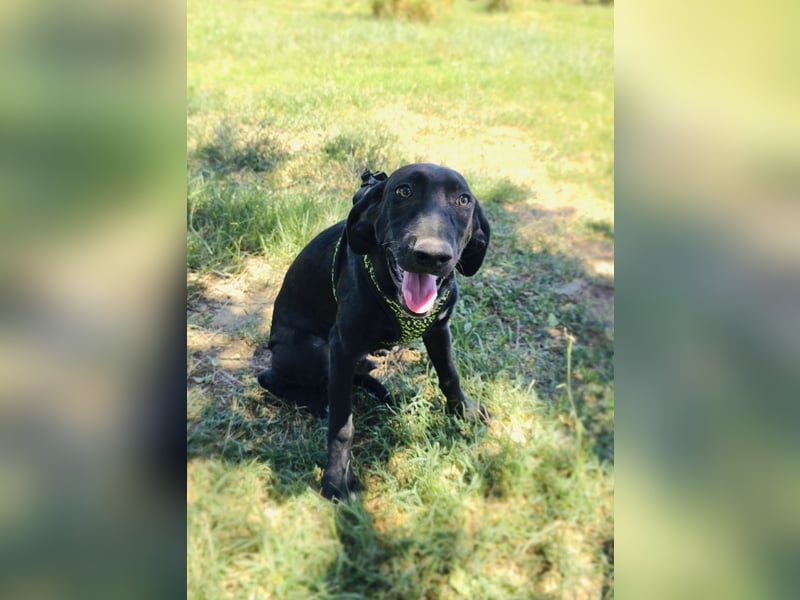 Labrador Mix Ares