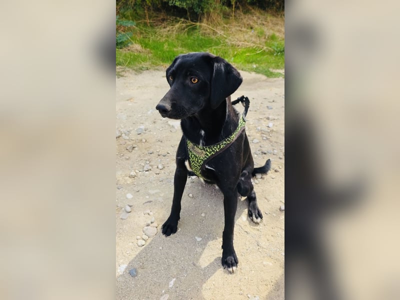 Labrador Mix Ares sehr kinderlieb