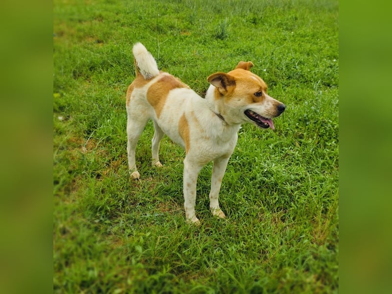 Ginger ein toller Familienhund