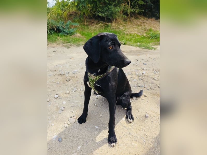 Labrador Mix Ares sehr kinderlieb