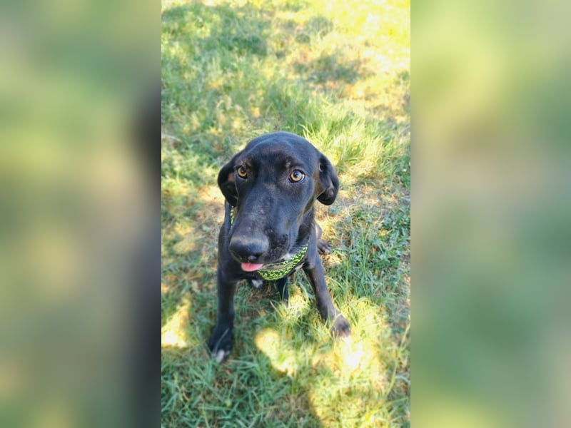 Labrador Mix Ares