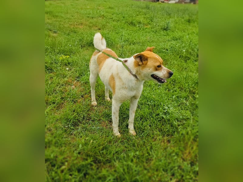 Ginger ein toller Familienhund
