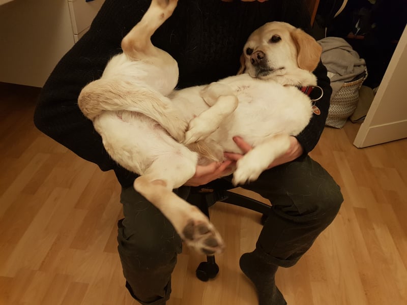 Herzensgute Emma (11) sucht ruhigeres Körbchen für den Ruhestand