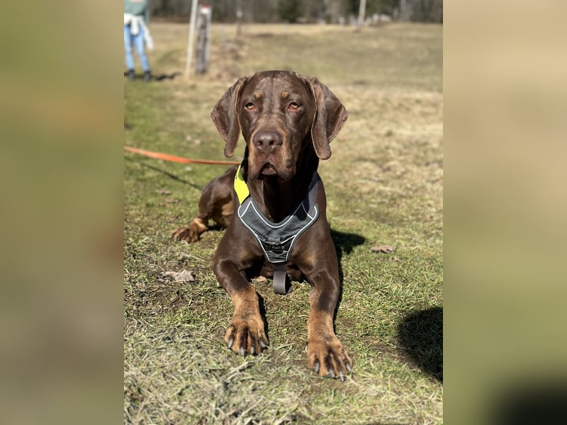 Vizsla-Labrador-Mix