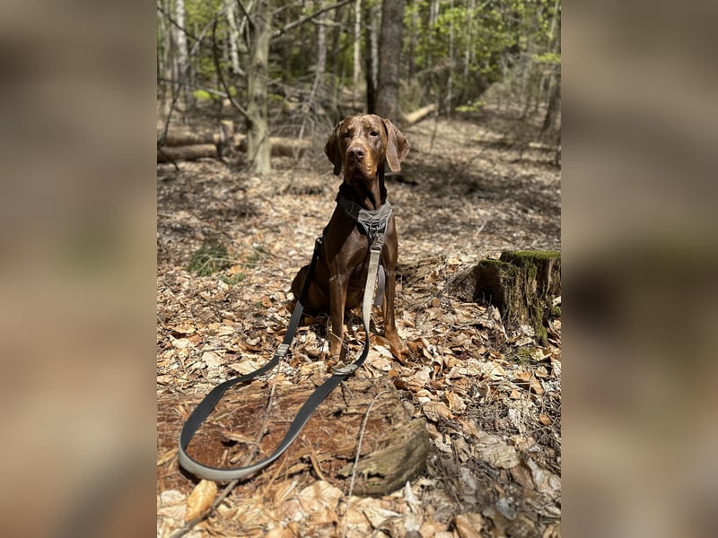 Vizsla-Labrador-Mix