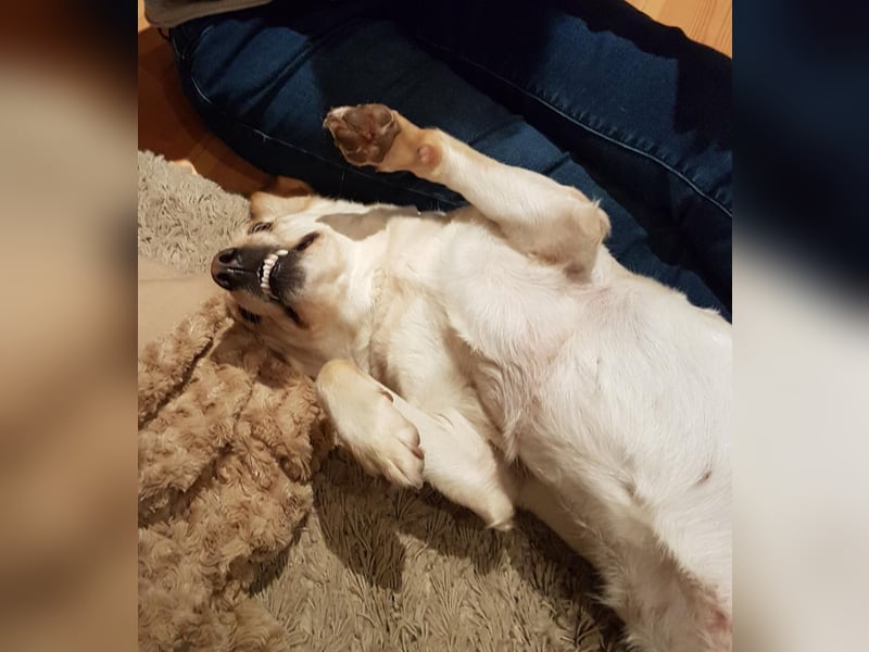 Herzensgute Emma (11) sucht ruhigeres Körbchen für den Ruhestand