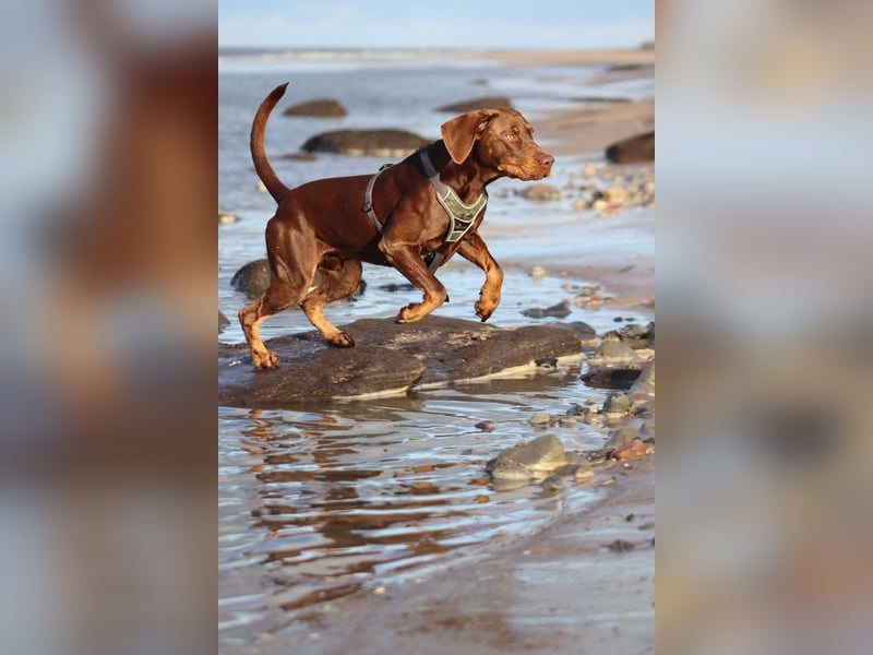 Vizsla-Labrador-Mix