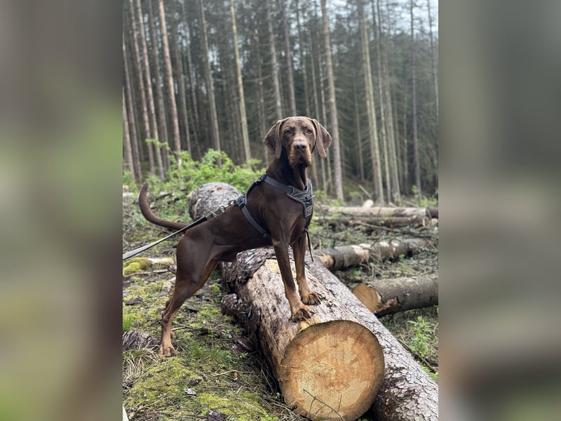 Vizsla-Labrador-Mix