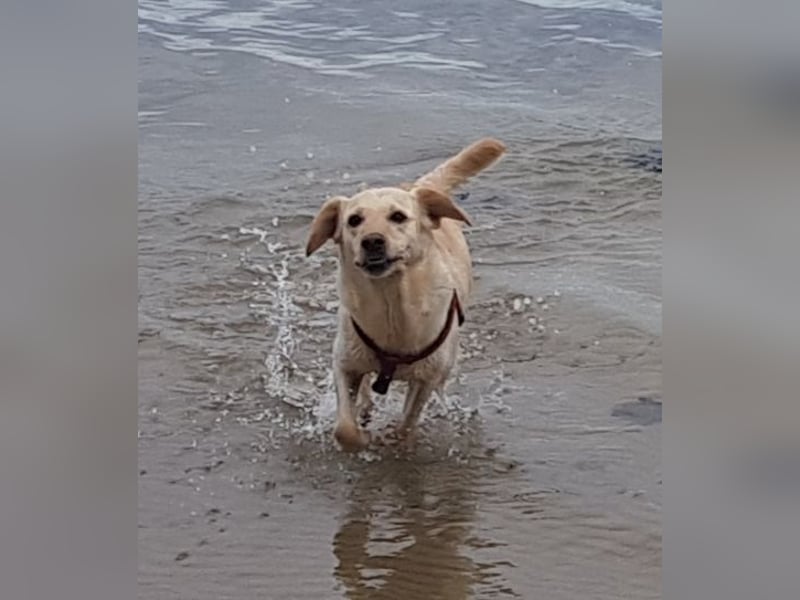 Herzensgute Emma (11) sucht ruhigeres Körbchen für den Ruhestand