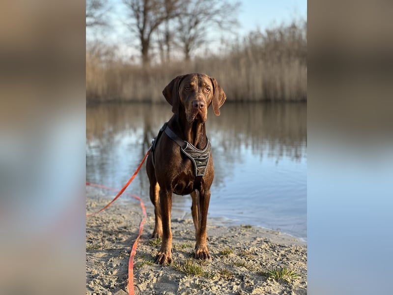 Vizsla-Labrador-Mix