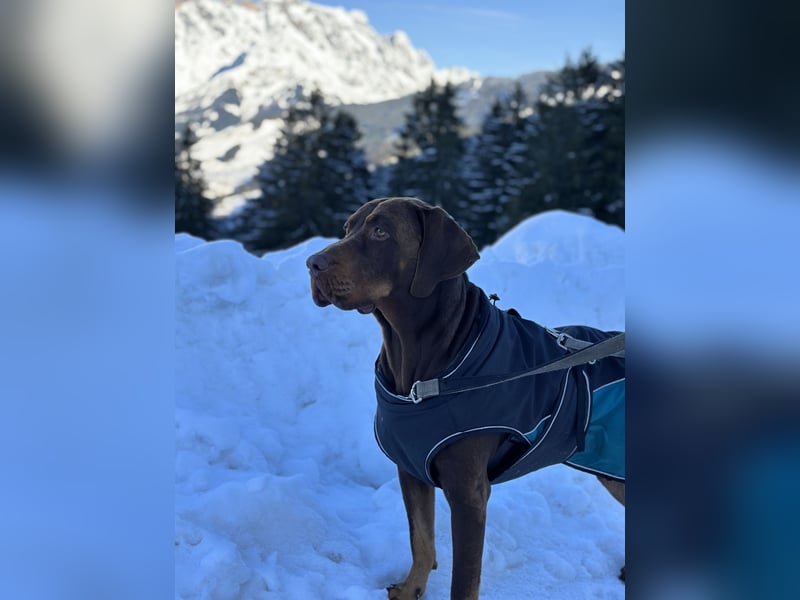Vizsla-Labrador-Mix