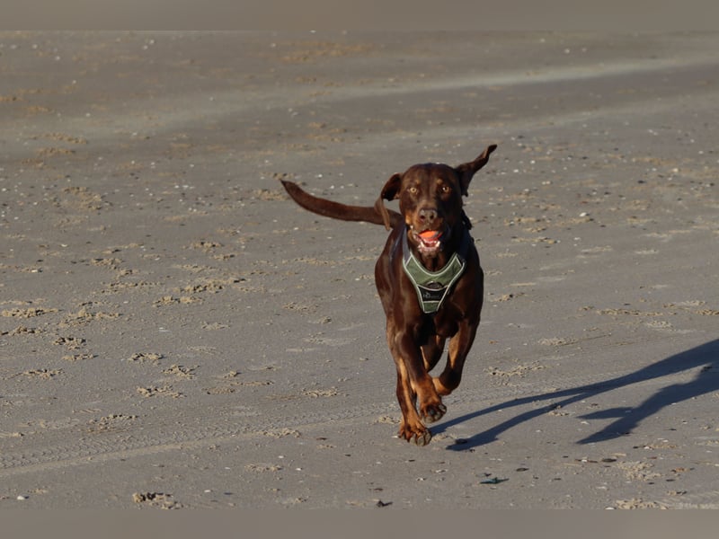 Vizsla-Labrador-Mix