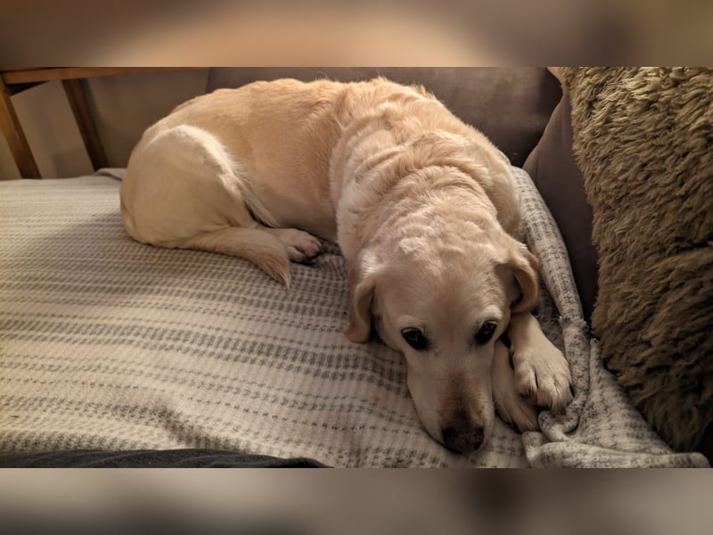 Herzensgute Emma (11) sucht ruhigeres Körbchen für den Ruhestand