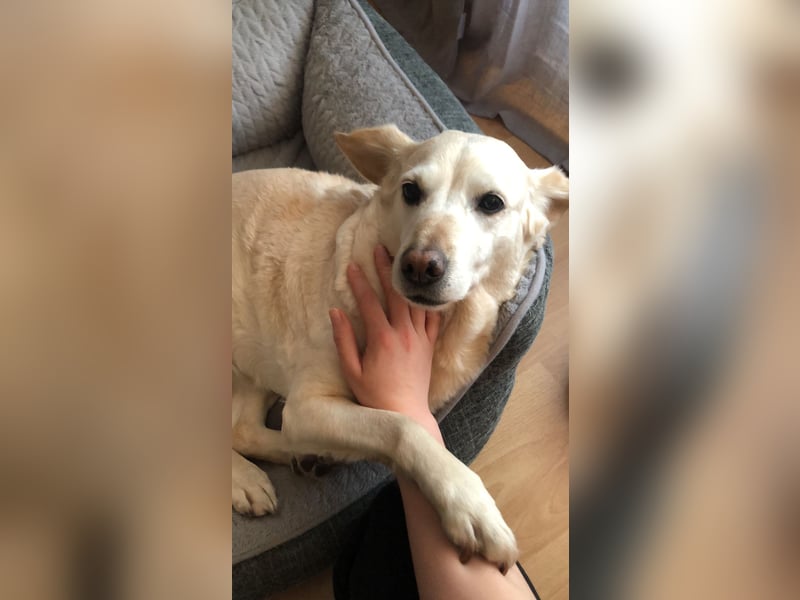 Herzensgute Emma (11) sucht ruhigeres Körbchen für den Ruhestand