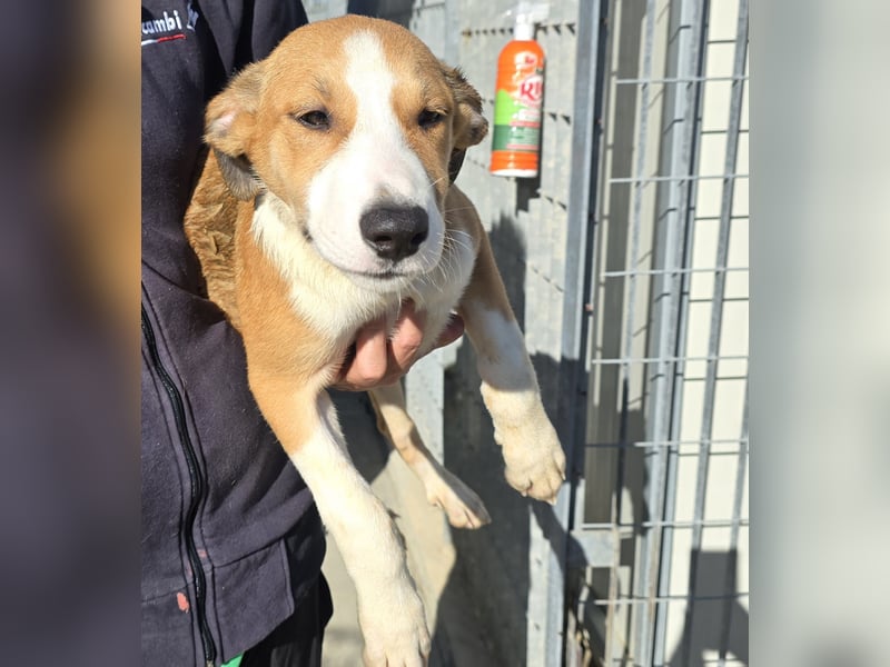 Billie: Hallo, hier bin ich!