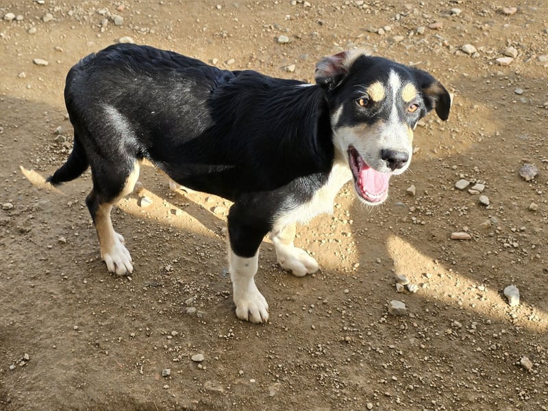 Birdie: unser kleiner Sonnenschein
