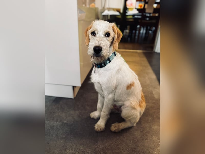 Noe: ein Traum mit Schlappohren