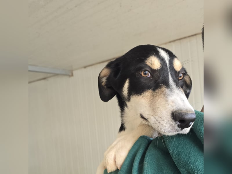 Birdie: unser kleiner Sonnenschein