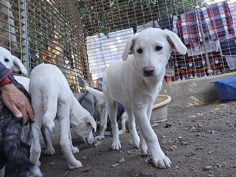 Cosmo:  unkomplizierter Charmeur