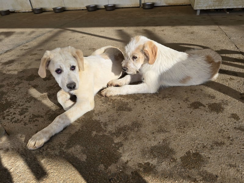 Noe: ein Traum mit Schlappohren