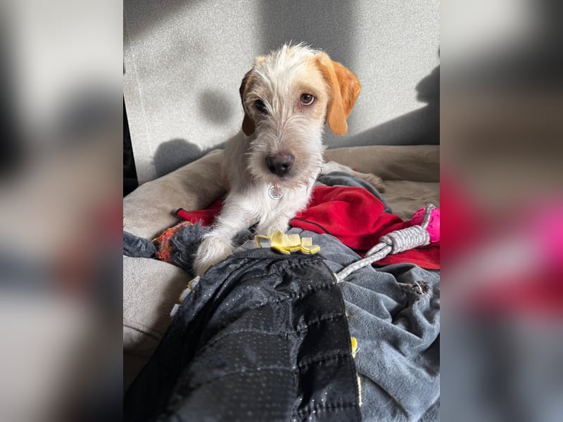 Noe: ein Traum mit Schlappohren