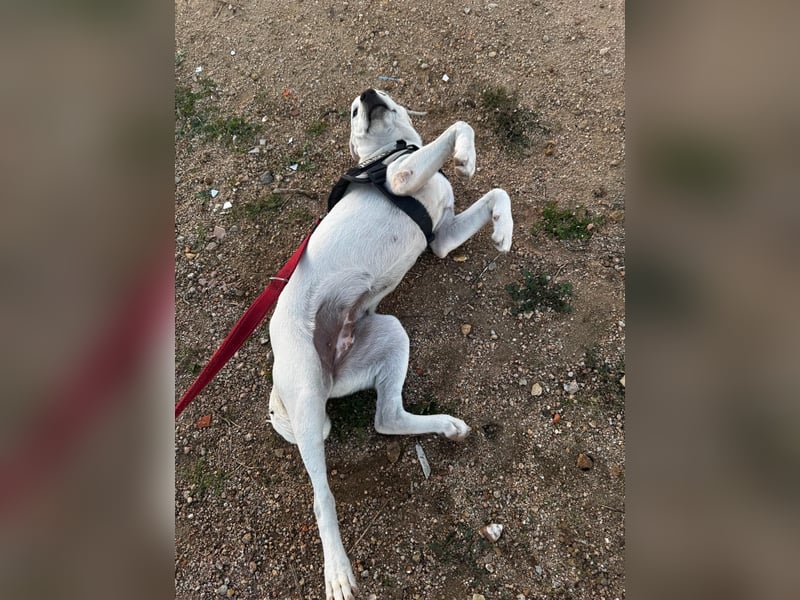 Bice: verschmuster Mini-Labbi-Mädchen Bice: verschmuster Mini-Labbi-Mädchen