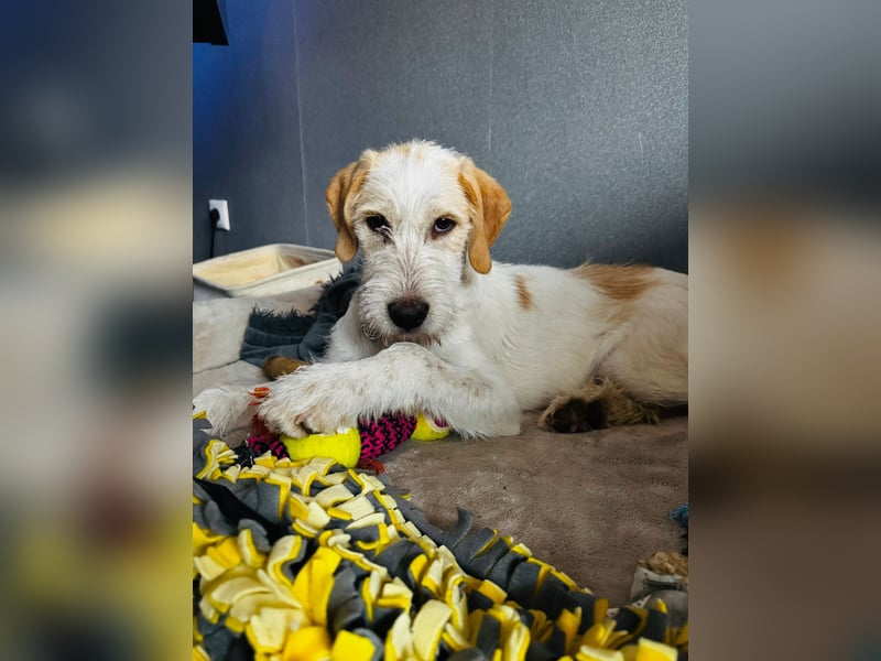 Noe: ein Traum mit Schlappohren