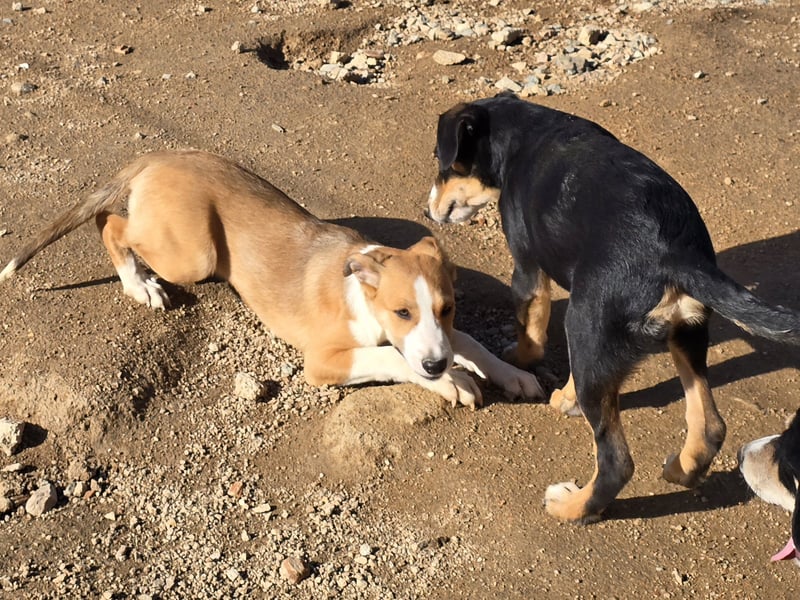 Billie: Hallo, hier bin ich!