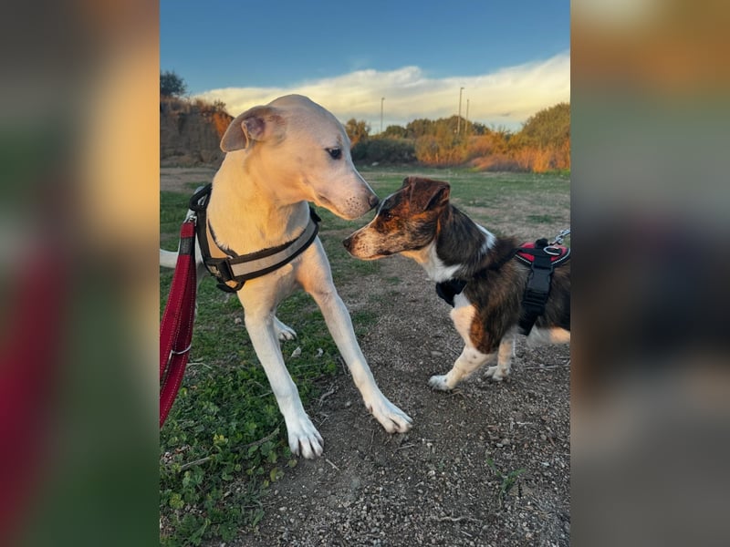 Bice: verschmuster Mini-Labbi-Mädchen Bice: verschmuster Mini-Labbi-Mädchen