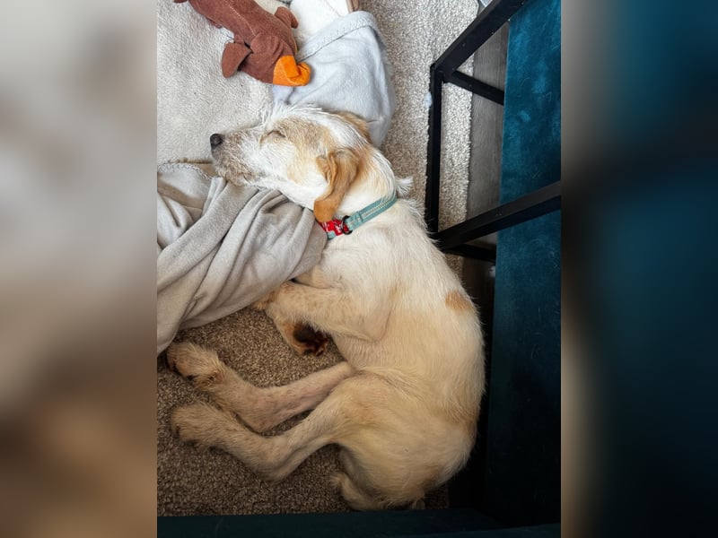 Noe: ein Traum mit Schlappohren