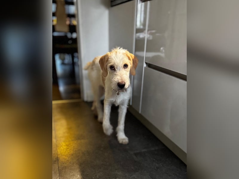 Noe: ein Traum mit Schlappohren