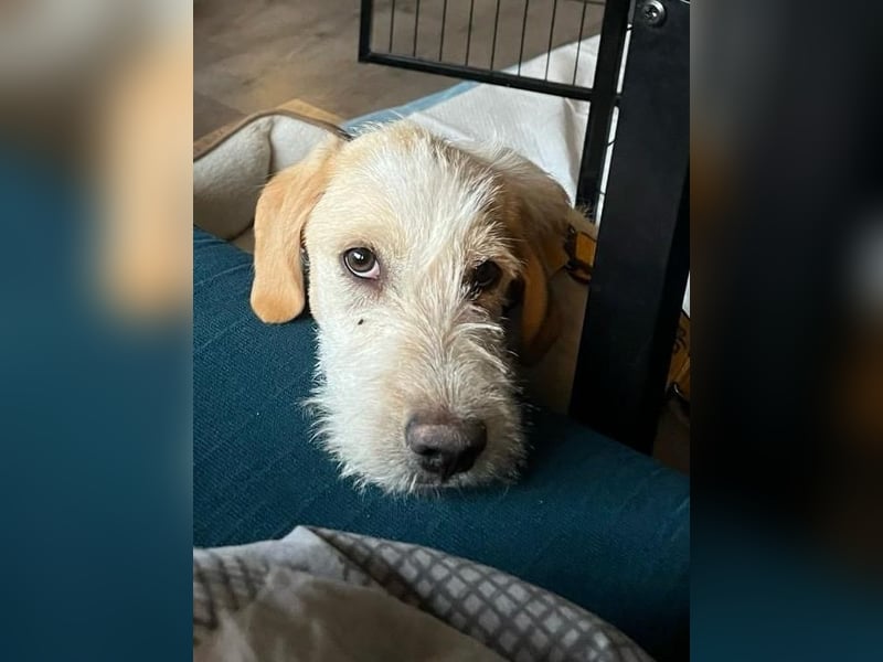 Noe: ein Traum mit Schlappohren