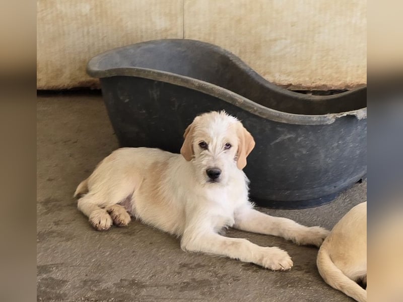 Noe: ein Traum mit Schlappohren