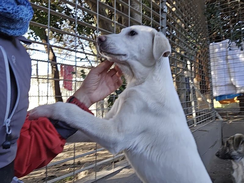 Cosmo:  unkomplizierter Charmeur