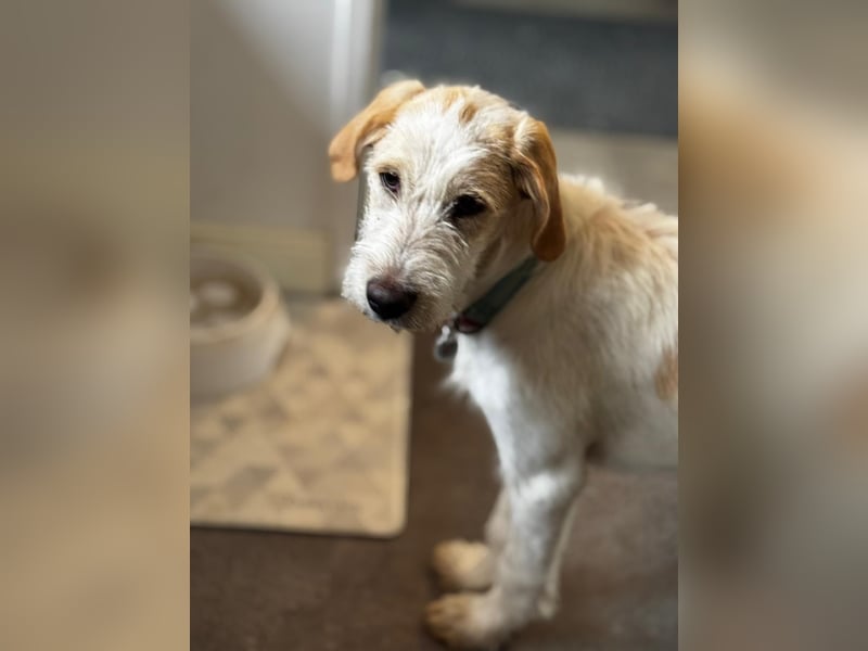 Noe: ein Traum mit Schlappohren