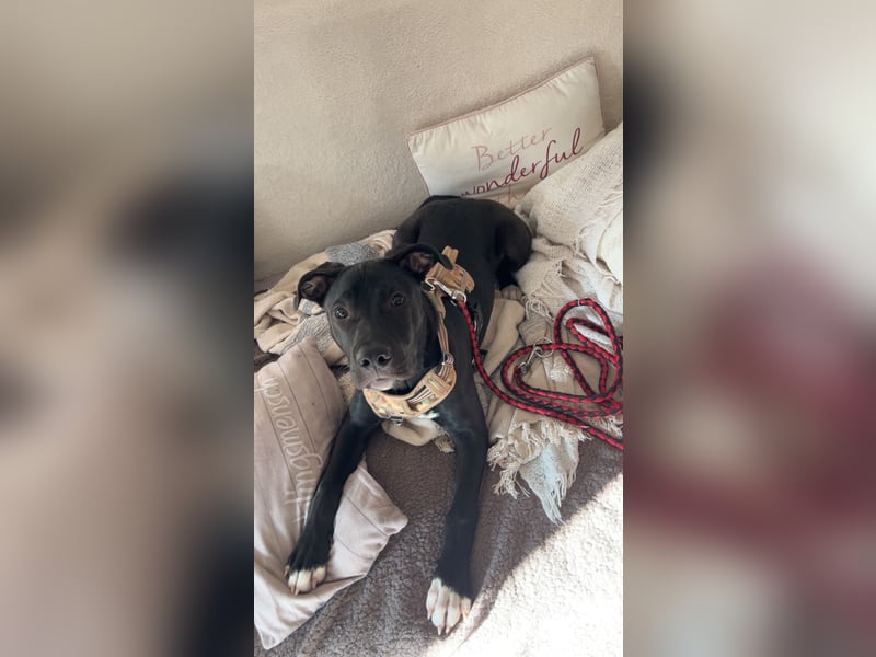 Der kleine Camo sucht ein neues Zuhause
