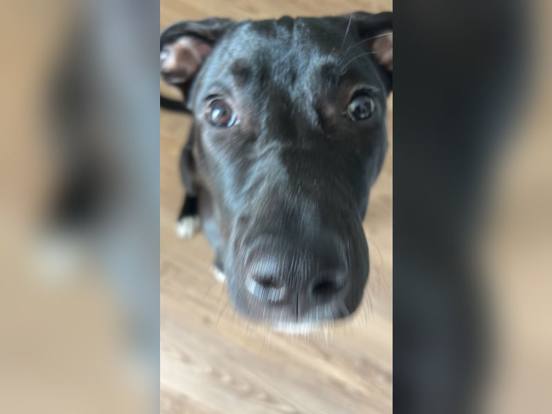 Der kleine Camo sucht ein neues Zuhause