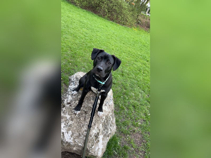 Der kleine Camo sucht ein neues Zuhause