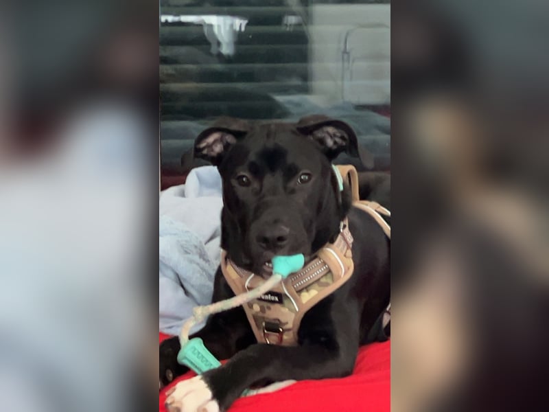 Der kleine Camo sucht ein neues Zuhause