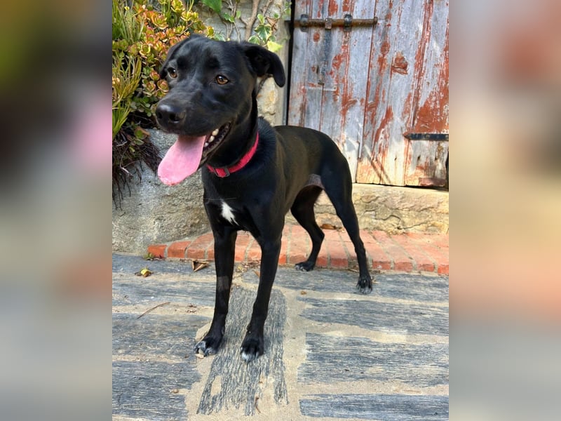 Mali: Fröhliche Labrador-Mix-Hündin