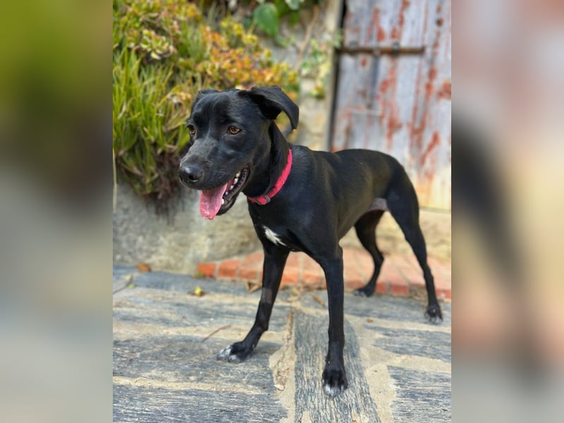 Mali: Fröhliche Labrador-Mix-Hündin