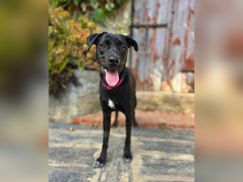 Mali: Fröhliche Labrador-Mix-Hündin